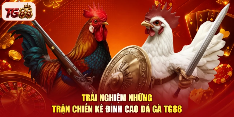 Trải nghiệm những trận chiến kê đỉnh cao đá gà TG88